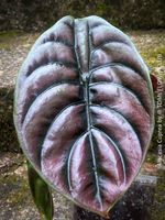 Alocasia Cuprea - rund 30x30cm - einzigartig schön, oder?