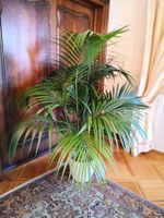 🤩11 STÜCK: PALME-ARAUCARIA-STIEFMUTTER ZUNGEN-CO.