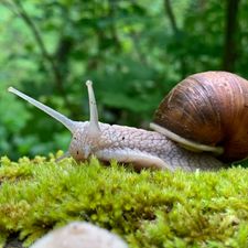 Profile image of Myomesin
