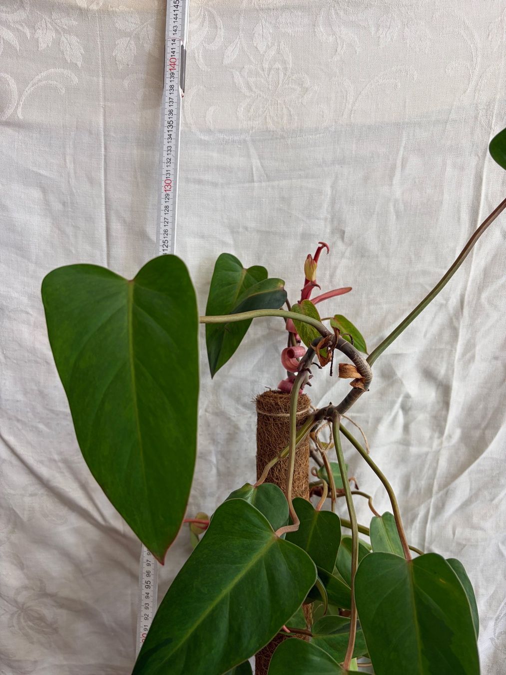 Piante & sementi: Grosser Philodendron Painted Lady – Usato da Winterthur venduto da Aniger 3