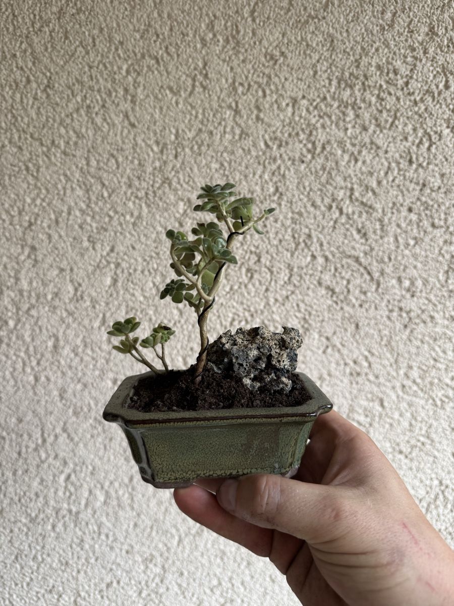 Piante & sementi: Kleiner Sukkulenten Bonsai – Usato da Rümlang venduto da Gruseh.ch 2