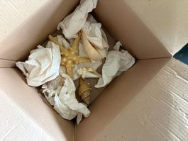 Sammlung aus Muscheln und Seestern