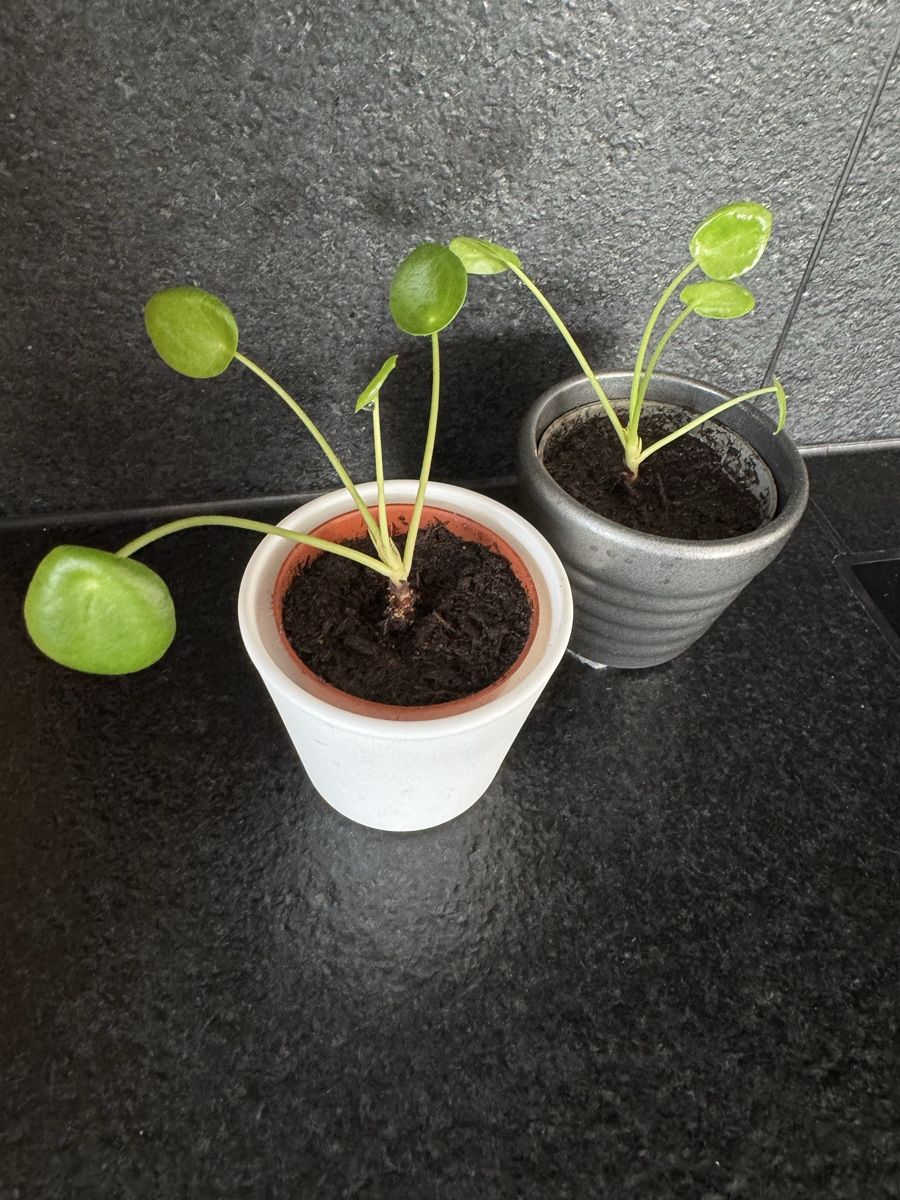 Pflanzen & Samen: Pilea Peperomioides inkl. Topf – Neu (gemäss Beschreibung) aus Kloten von Tanjaselina 1