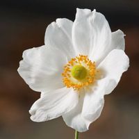 Anémone du Japon blanche 3 PLANTES