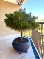 Kieferbaum