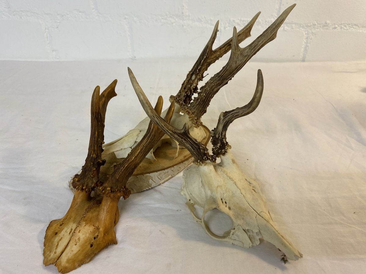 Il mondo degli animali: Rehbock Gehörn Trophäe Jagd Deko – Usato da sursee venduto da trilli-tralli 5