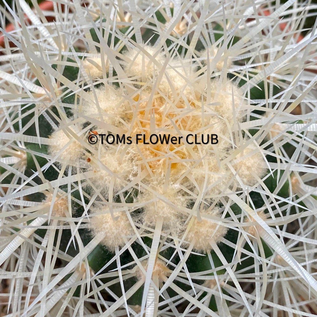 Piante & sementi: Echinocactus Grusonii Albispinus Ø15cm – Nuovo e nell'imballaggio originale da Adliswil venduto da asTOMas963 3