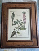 Alte botanische Zeichnung mit Rahmen Atropa Belladonna