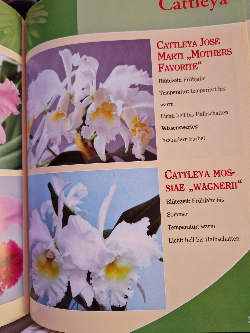Libri: Buch Orchideen – Usato da Thayngen venduto da Lan222 4