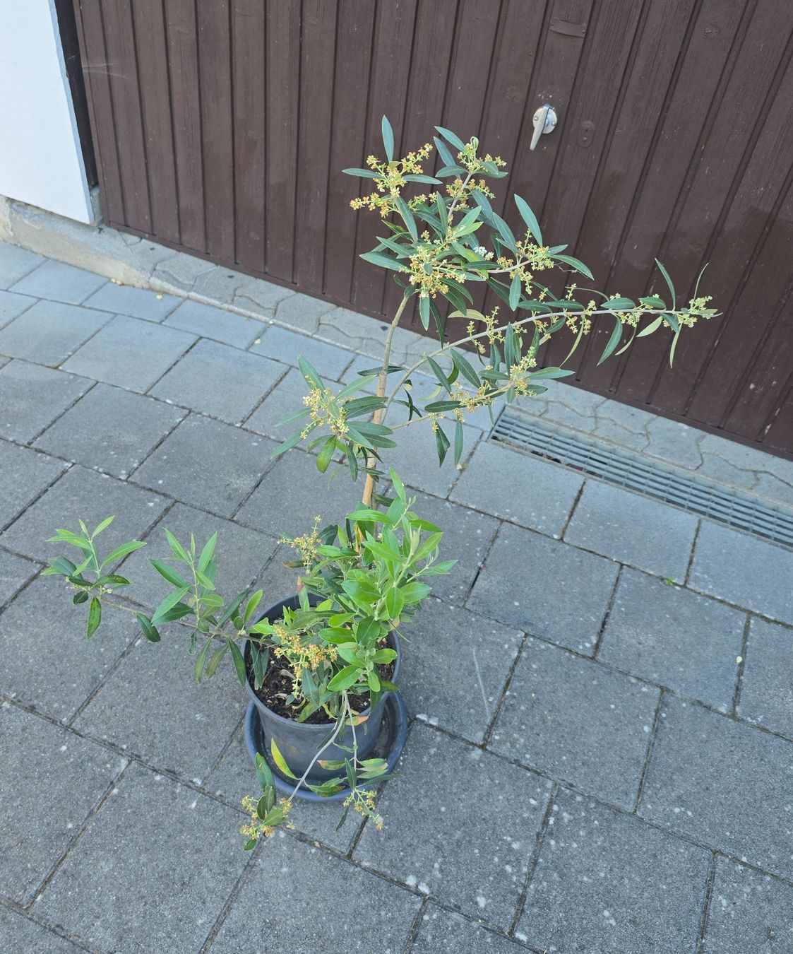 Piante & sementi: Olivenbaum für Balkon & Terrasse – Usato da Aarburg venduto da popkorn65 2