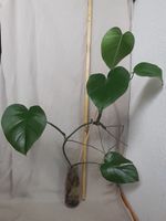 Monstera Deliciosa Ableger im Wasserglas, ca 1 Jahr alt