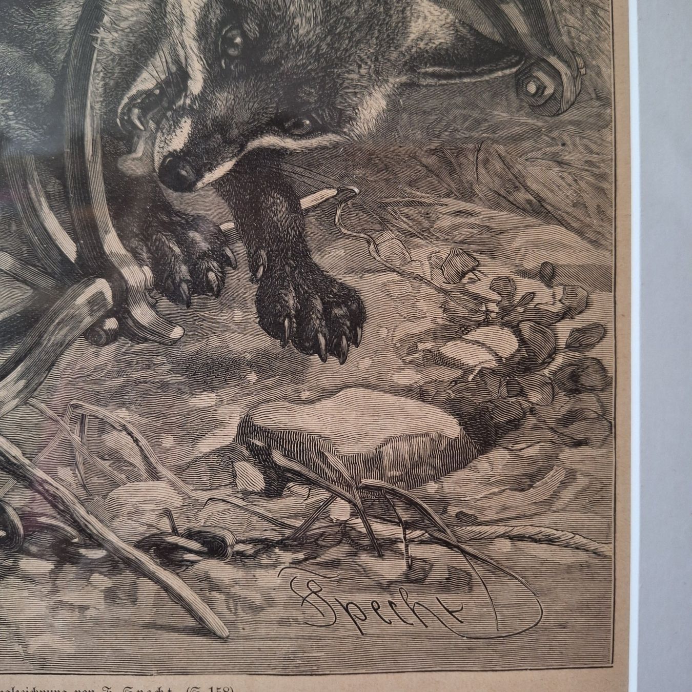 Foto & Immagini: Grösseres Bild, "In der Falle", F. Specht – Usato da Winterthur venduto da Goldpipau 5