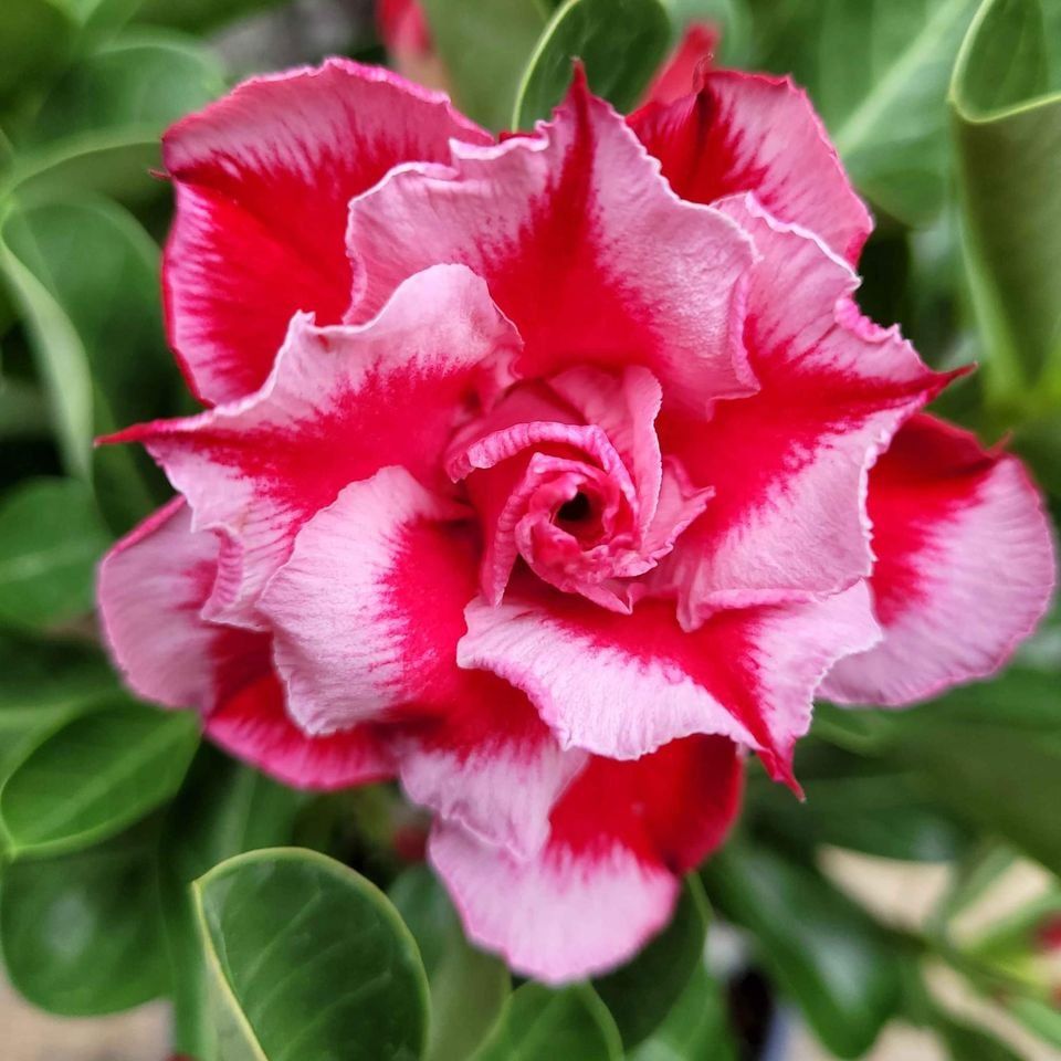 Pflanzen & Samen: Adenium / Wüstenrosen Samen-Mix – Neu (gemäss Beschreibung) aus St.Erhard von  6