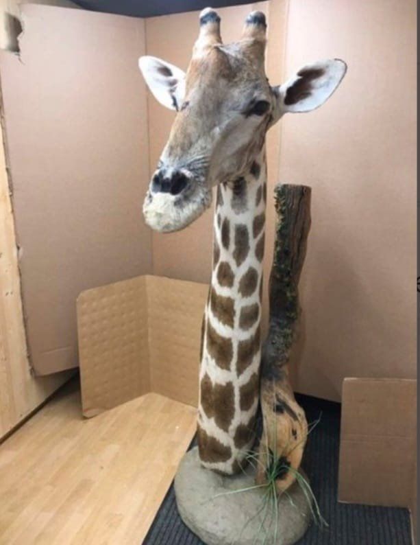 Welt der Tiere: Giraffe – Gebraucht aus Pfaffnau von Yoka0 6