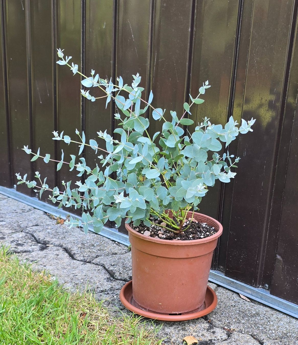 Pflanzen & Samen: Eukalyptus – Neu (gemäss Beschreibung) aus Aarburg von popkorn65 1