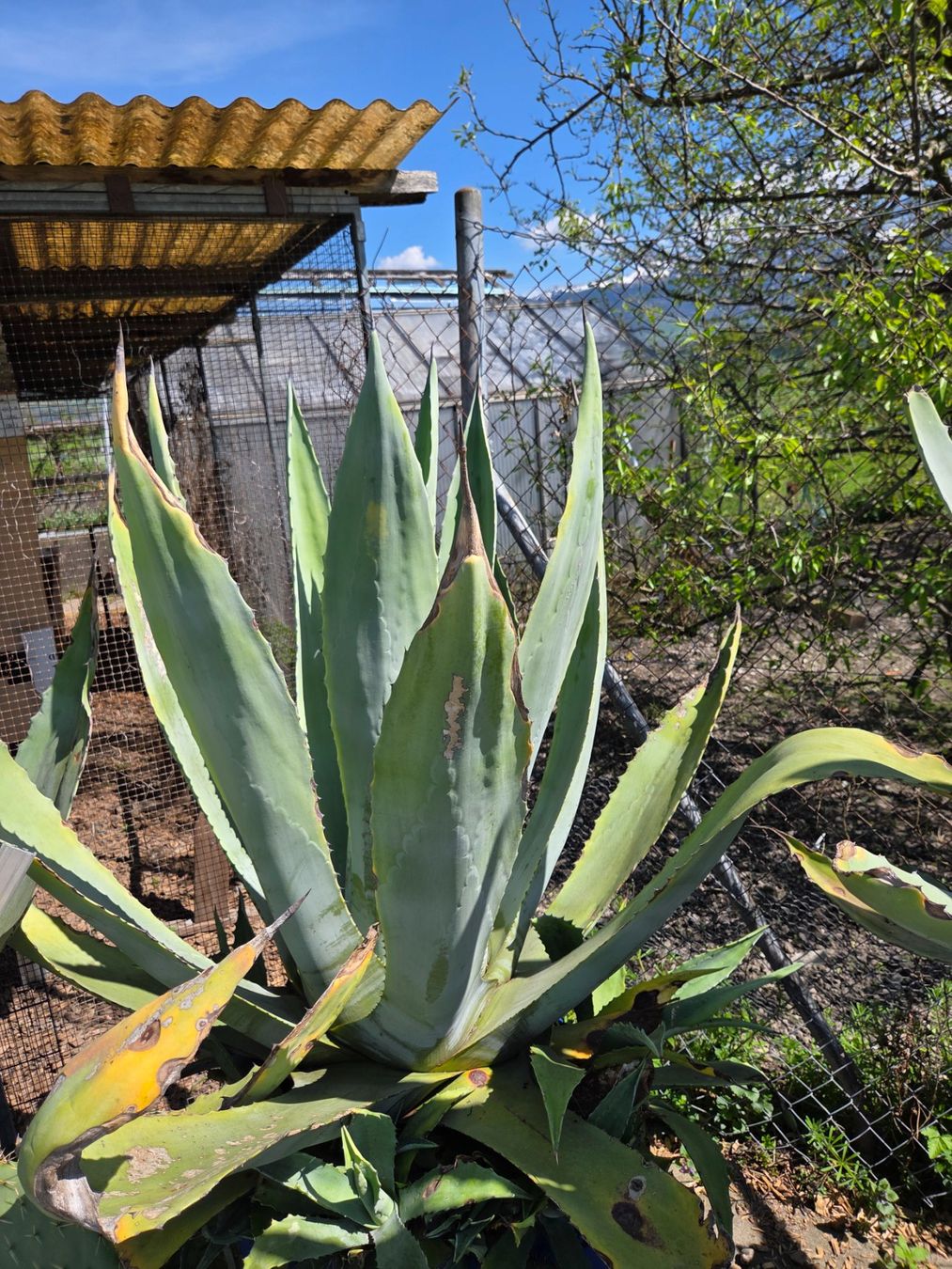 Piante & sementi: Grosse Agave – Usato da Walenstadt venduto da orl_c9xv