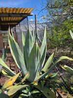 Grosse Agave