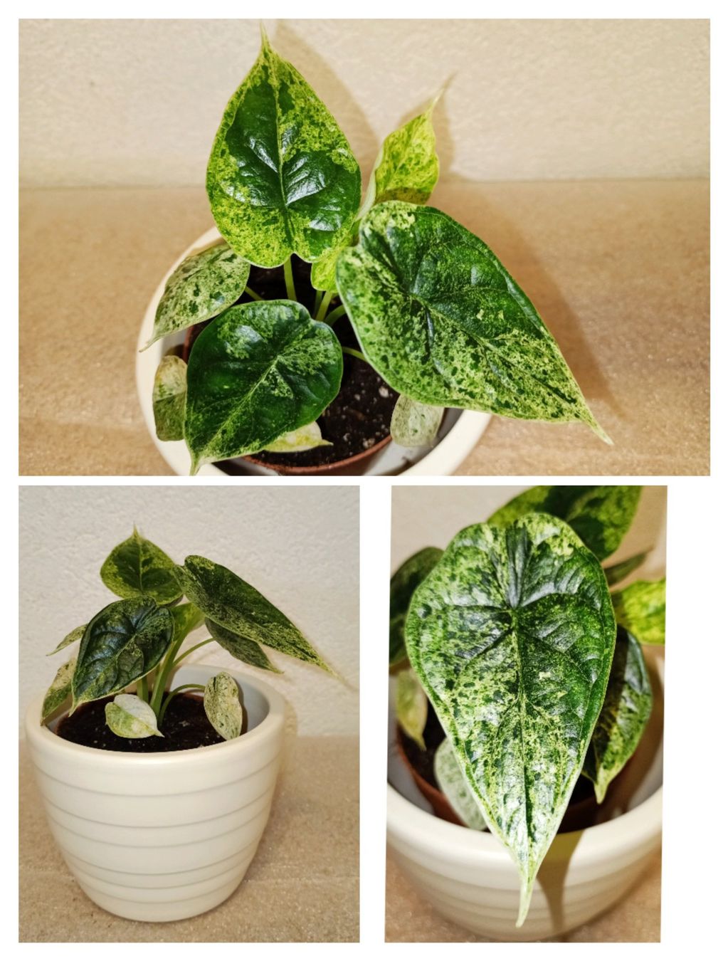 Piante & sementi: Alocasia Dragon Scale Mint – Nuovo (secondo la descrizione) da schöftland venduto da UniquePlants
