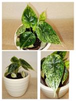 Alocasia Dragon Scale Mint