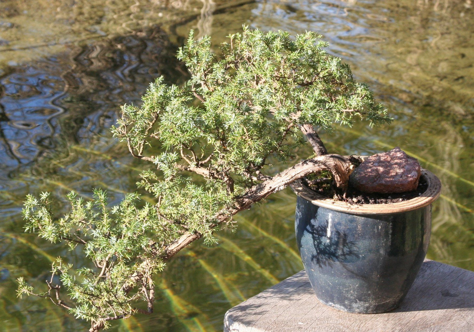 dm bambus haarbrste pandoo Bambus Haarbrste mit Naturborsten