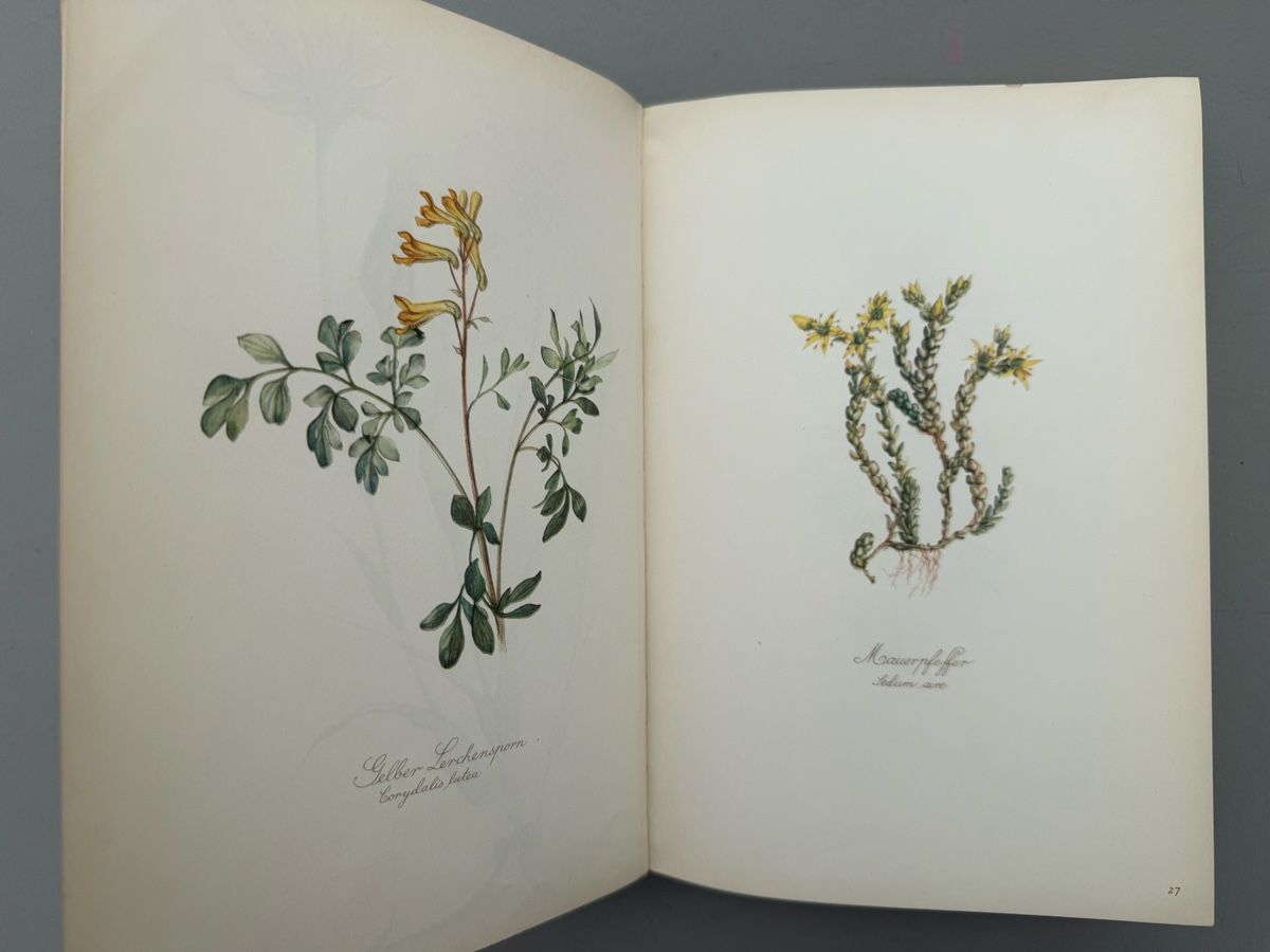 Libri: // Blumenfibel // – Usato da Birmenstorf AG venduto da Pat_roll. 3