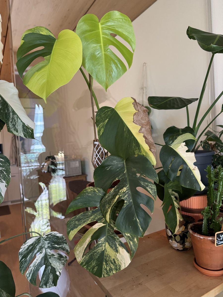 Monstera Aurea Kopfsteckling (Neu (gemss Beschreibung)) in Winterthur fr  CHF 58  mit Lieferung auf Ricardo kaufen