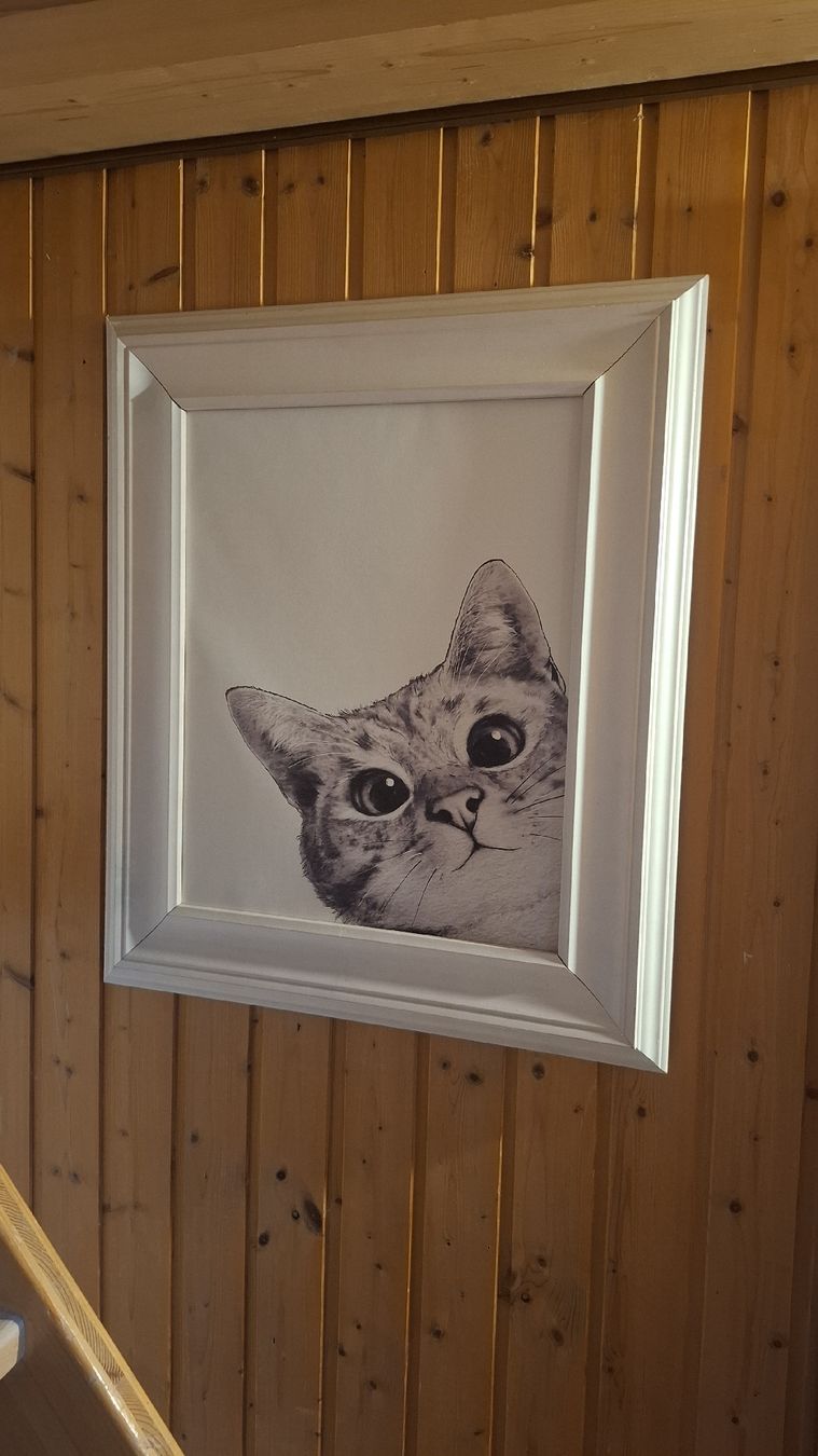 Foto & Immagini: Bild Katze gerahmt  – Usato da Ebnat-Kappel venduto da Aibur