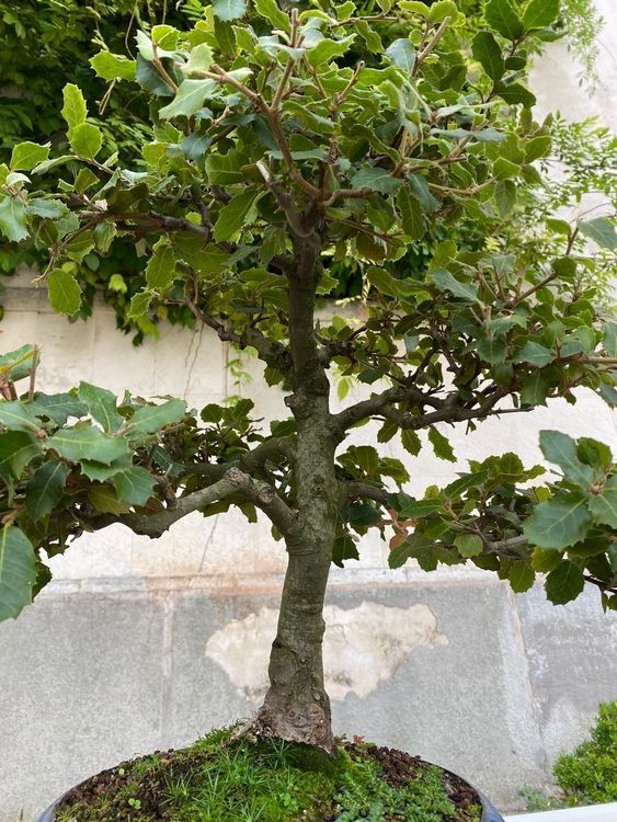 Quercus Ilex Bonsai Kaufen auf Ricardo