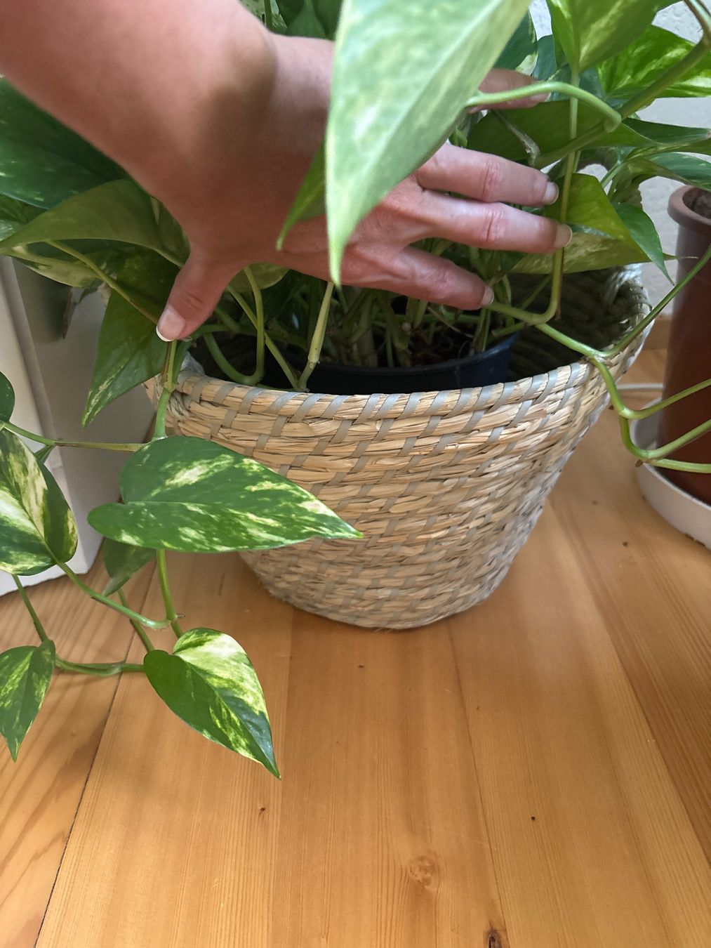Plantes & graines: Belle plante verte Pothos + Panier – D'occasion à Romainmôtier par val_r8sn 3