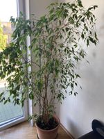 Ficus benjamina/Birkenfeige