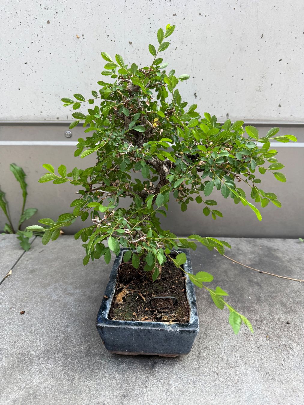 Piante & sementi: Bonsai Chinesische Ulme – Usato da Ennetbaden venduto da miboo 2