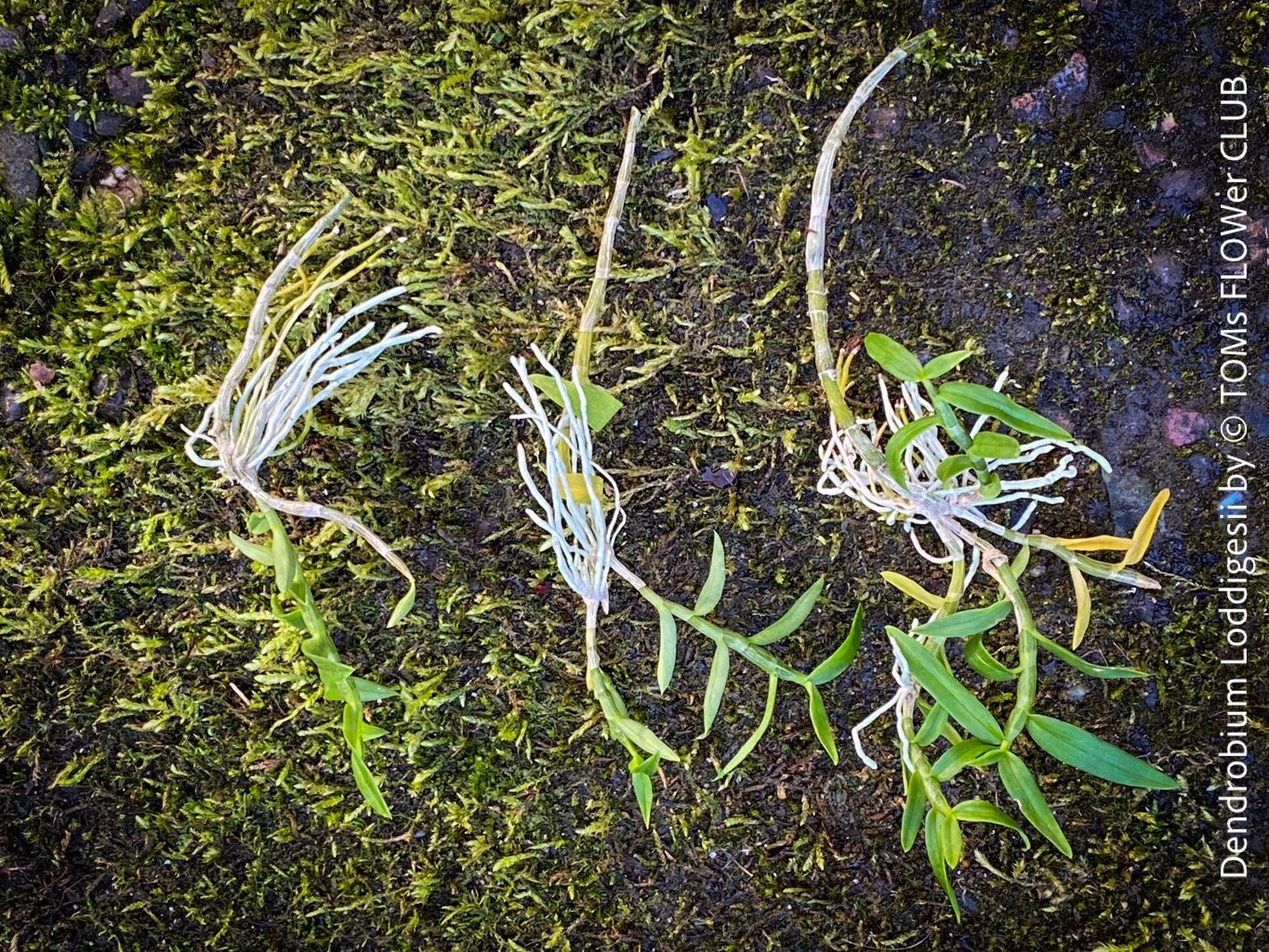 Piante & sementi: Dendrobium Loddigesii - bezaubernde Miniatur Orchidee – Nuovo e nell'imballaggio originale da Adliswil venduto da TAKEYOURPLANT 4