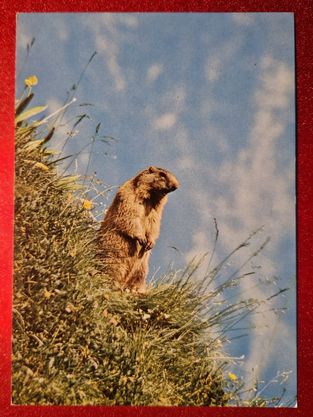 Cartoline postali: Murmeltier 1977 – Usato da Melchnau venduto da Arthurius