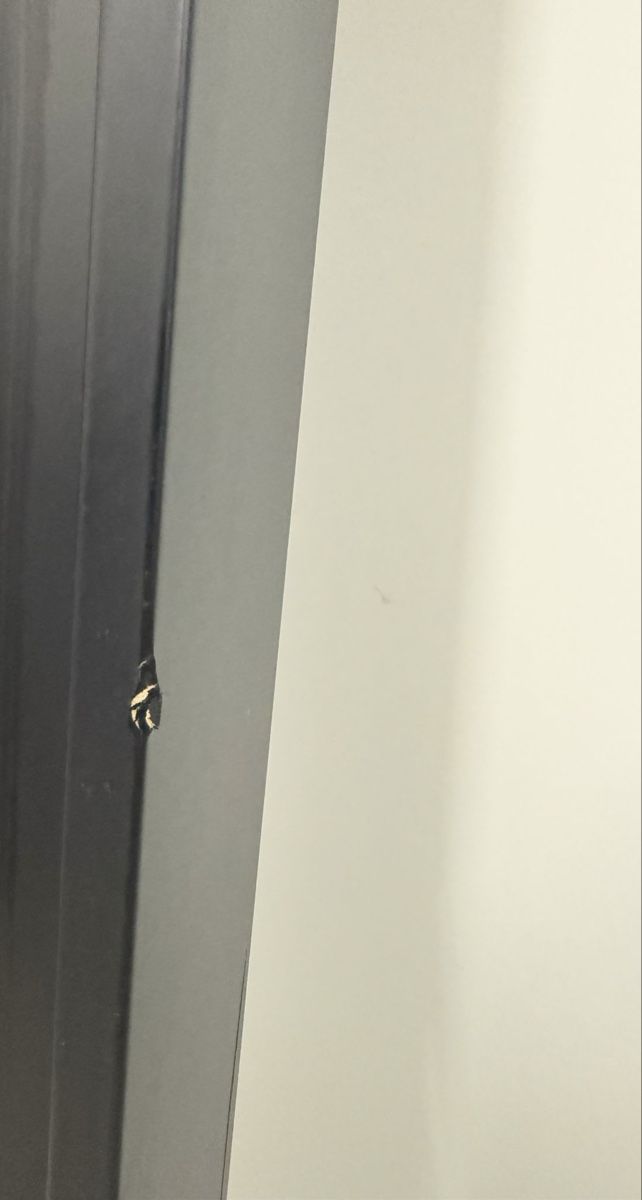 Ikea Scaffali: Mosslanda Bilderleiste schwarz – Usato da Wängi venduto da kra_cd9d 2