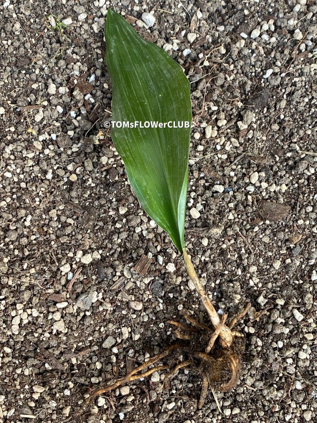 Piante & sementi: Aspidistra Elatior - bedingt winterharte "Schusterpalme" – Nuovo e nell'imballaggio originale da Adliswil venduto da astom369 1