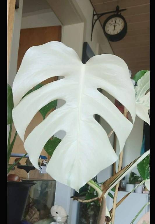 Piante & sementi: Monstera Deliciosa Albo Variegata 4. – Nuovo (secondo la descrizione) da Ebnat-Kappel venduto da Zearara 4