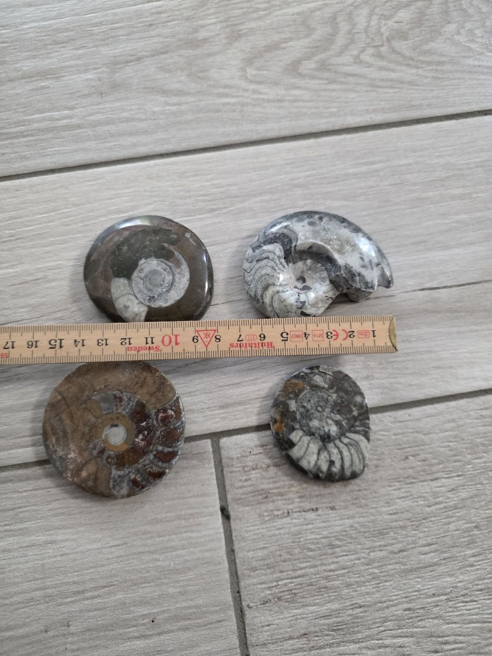 Fossili: Vier Ammoniten Fossilien – Usato da Dorf venduto da Echo_Elements 2