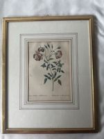 Antike botanische Illustration "Rosa Indica" gerahmt