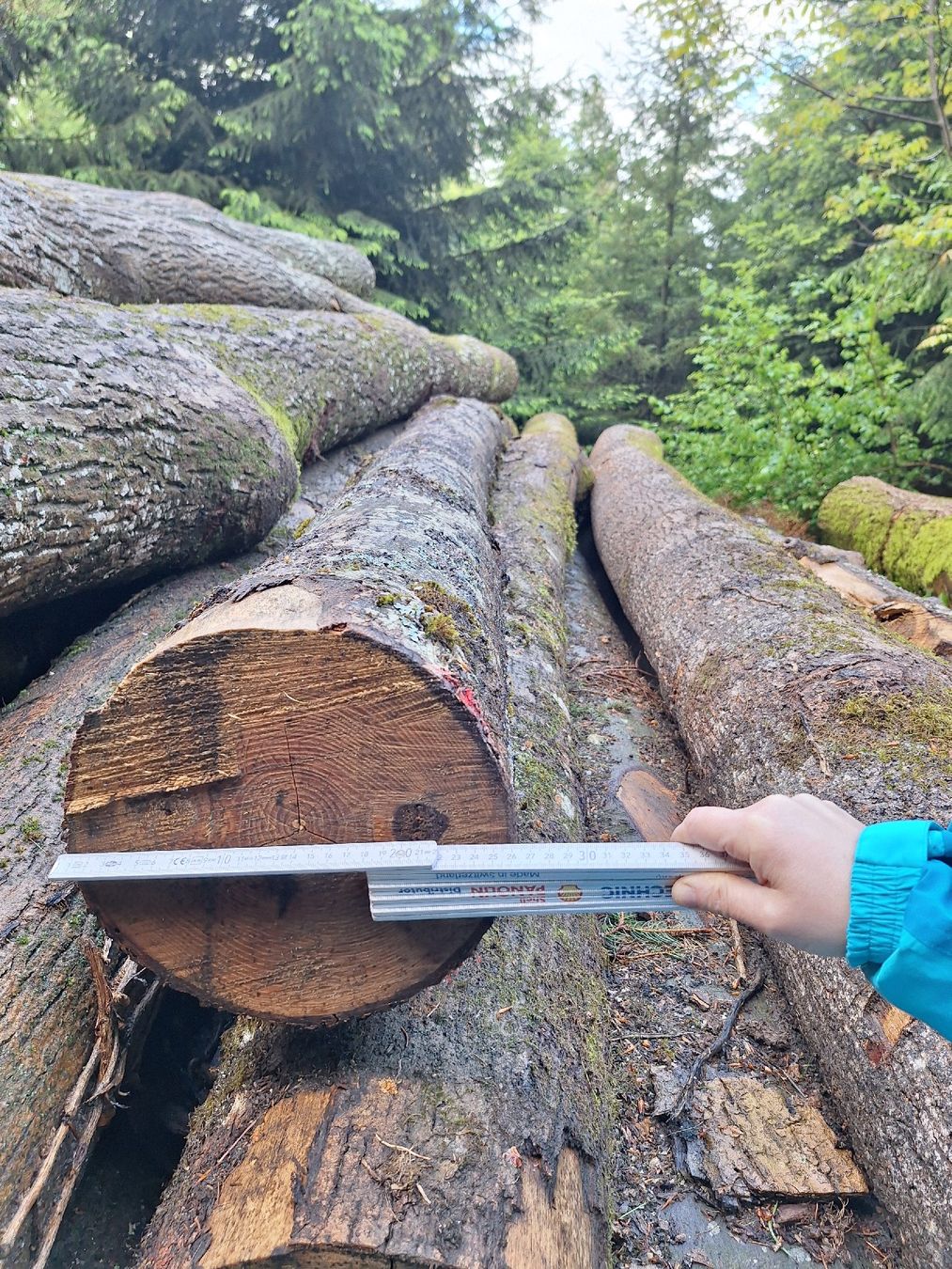 Holzartikel: Rundholz Esche Buche – Gebraucht aus Thal von Ricoba