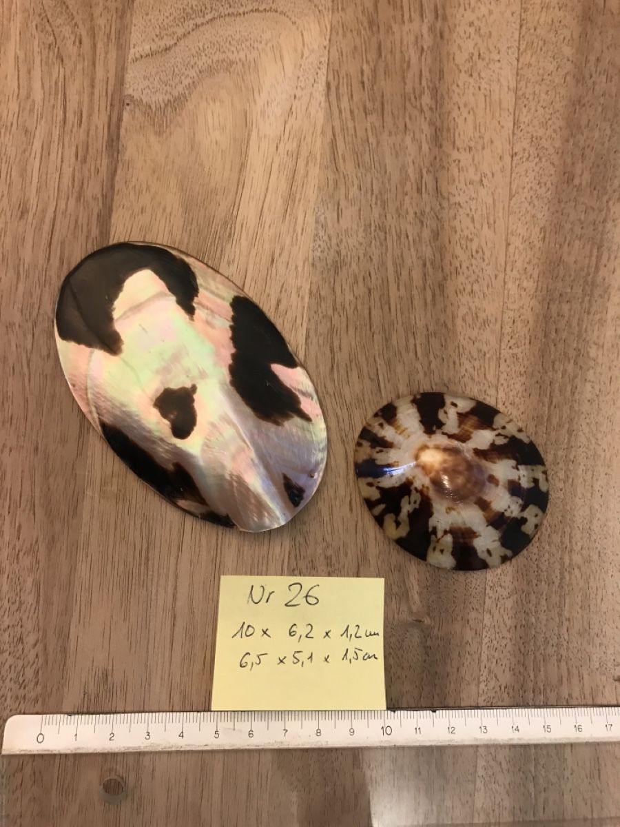 Fossili: Muschel 2 Stück – Usato da Thalwil venduto da mabara42 2