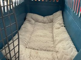 Transportkorb für Katzen oder kleine Hunde