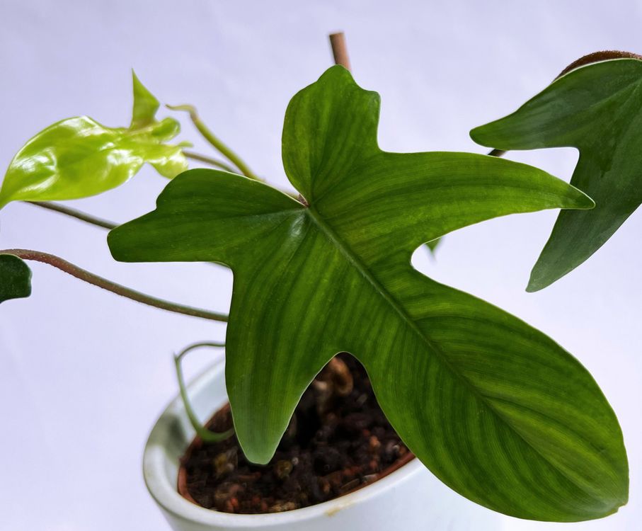 Erstaunlich Philodendron Florida Green Fotos