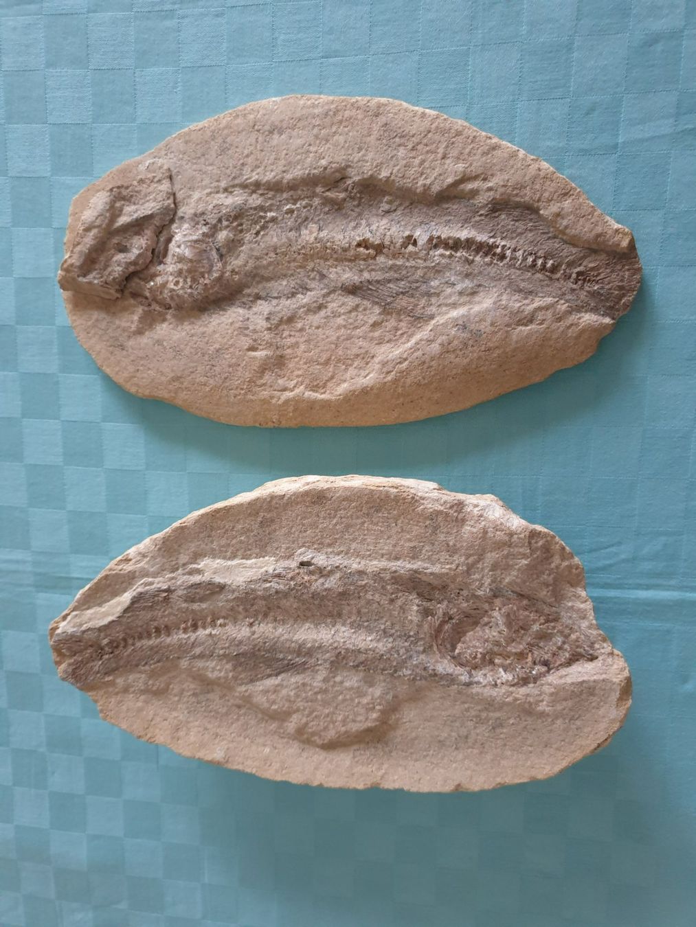 Fossili: versteinerter Fisch zweiteilig – Usato da Mörschwil venduto da spirspi
