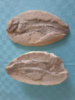 versteinerter Fisch zweiteilig