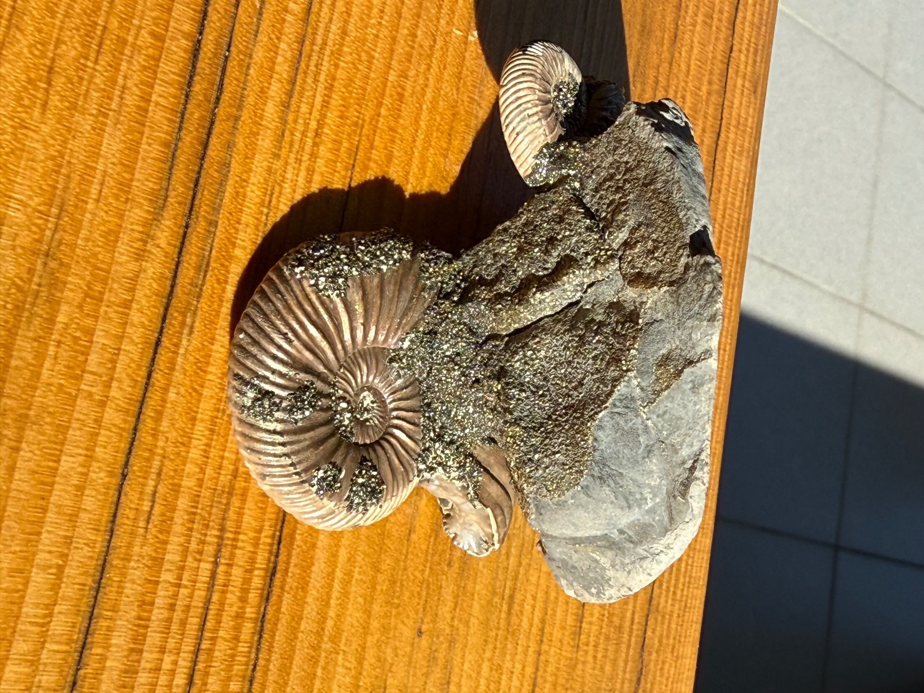 Fossili: Atemberaubende schillernde Ammoniten auf Matrix – Usato da Au SG venduto da Houseofkeichousaurus 8