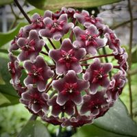hoya pubicalix royal hawaiian purple