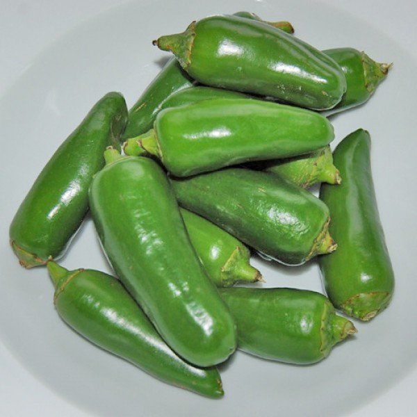 Piante & sementi: Jalapeno Chili Samen 10 Samen – Nuovo e nell'imballaggio originale da Regensdorf venduto da Mischa88