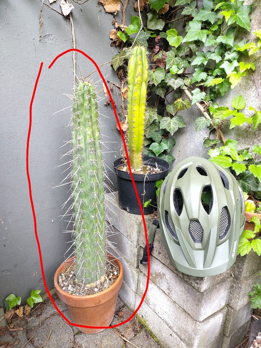 Piante & sementi: trichocereus tarmaensis – Usato da Bremgarten b. Bern venduto da minu.compostella