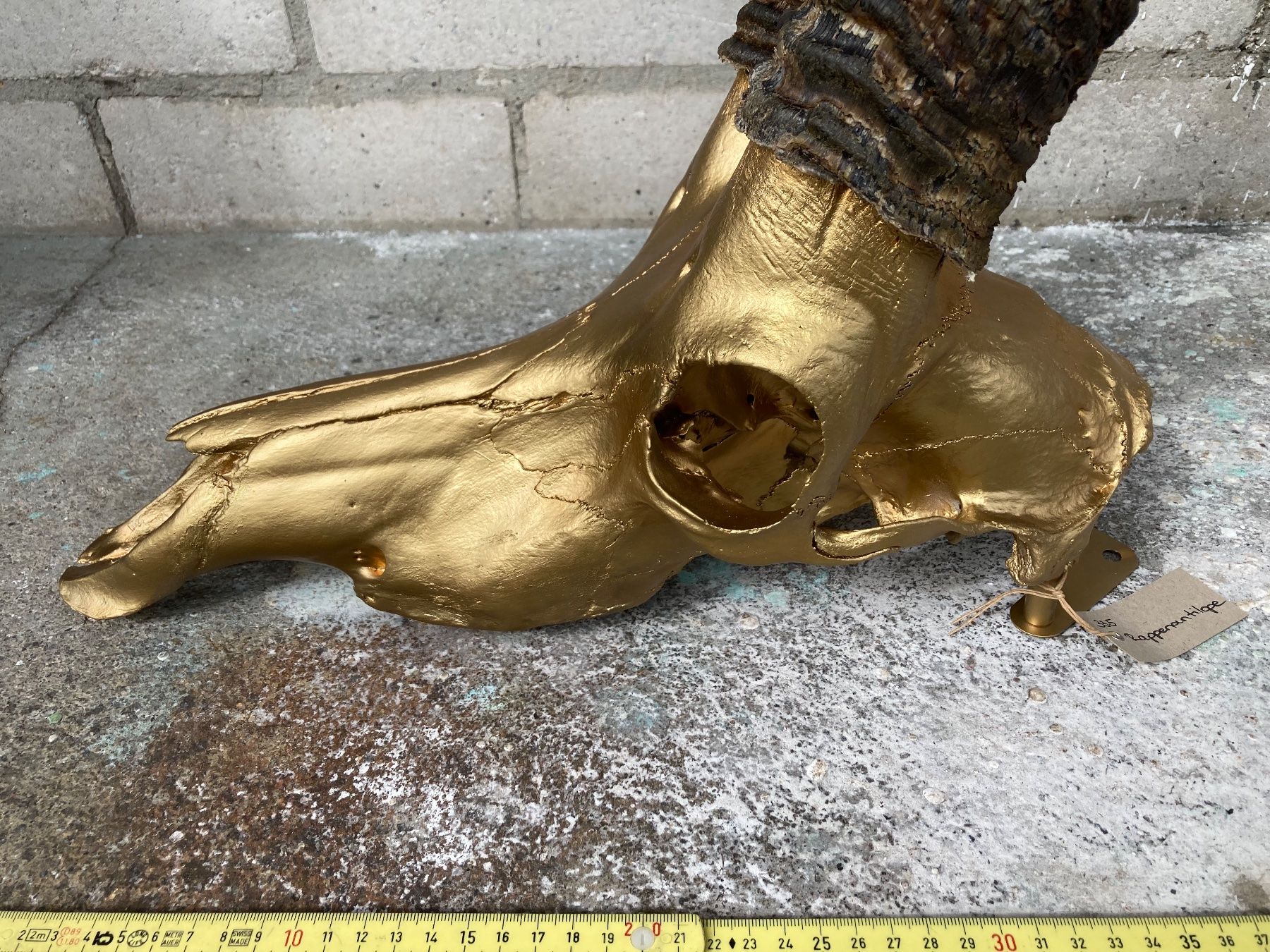 Il mondo degli animali: Rappenantilope Trophäe  2 – Usato da Grosswangen venduto da arum01 1
