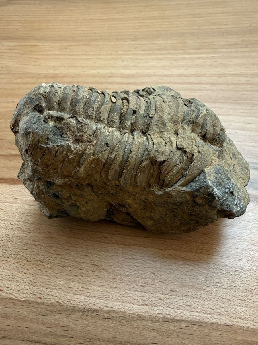 Fossili: Versteinerter Trilobit – Usato da Grenchen venduto da Bastet007 3